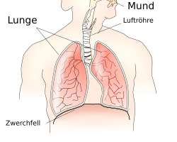 Anatomie der Atmung