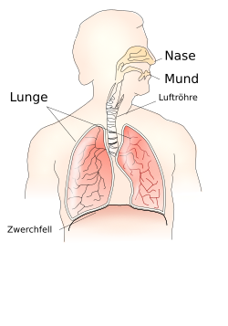 Anatomie der Atmung